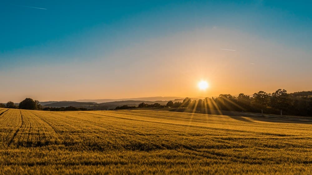 Rolling green agricultural fields in warm morning light